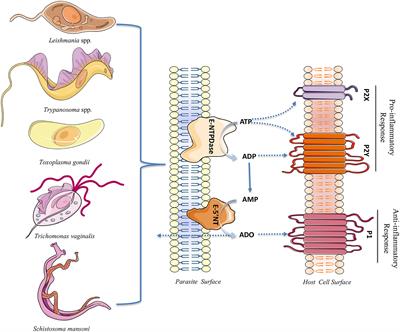 E-NTPDases: Possible Roles on Host-Parasite Interactions and Therapeutic Opportunities